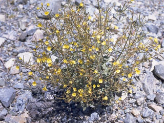 Camissonia arenaria (Fortuna range suncup)