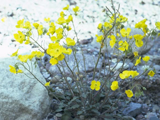 Camissonia brevipes ssp. brevipes (Golden suncup)