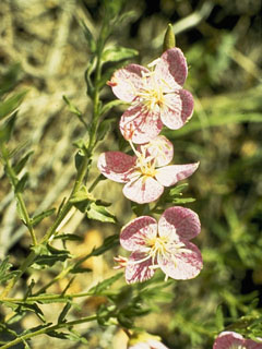Oenothera canescens (Spotted evening-primrose)