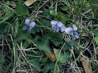 Viola lovelliana (Lovell's hybrid violet)