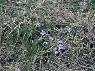 Viola pedatifida (Prairie violet)