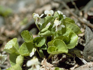 Viola renifolia (White violet)