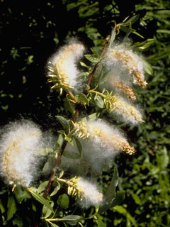 Salix arbusculoides (Littletree willow)