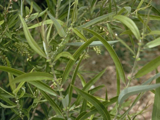 Salix caroliniana (Coastal plain willow)