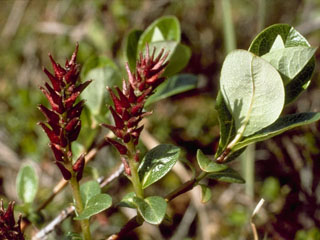 Salix reticulata ssp. reticulata (Netleaf willow)