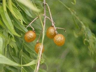 Sapindus saponaria var. drummondii (Western soapberry)