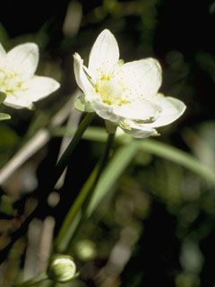Parnassia palustris var. tenuis (Marsh grass of parnassus)