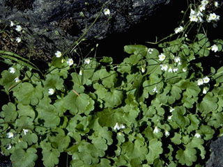Saxifraga rivularis (Weak saxifrage)