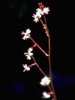 Saxifraga lyallii ssp. hultenii (Hulten's saxifrage)
