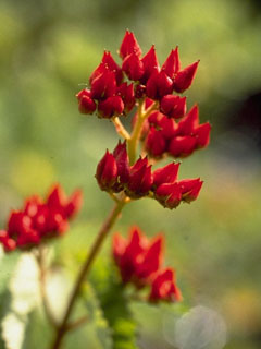 Saxifraga nivalis (Alpine saxifrage)