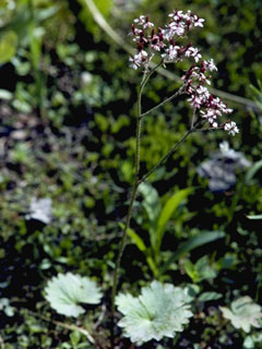 Saxifraga nelsoniana ssp. nelsoniana (Heartleaf saxifrage)