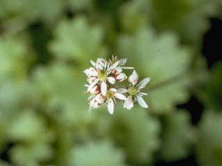 Saxifraga nelsoniana ssp. pacifica (Pacific saxifrage)