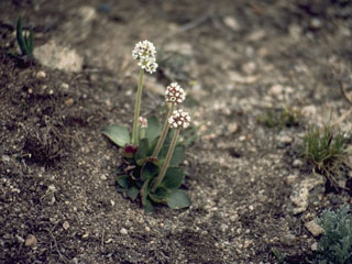 Saxifraga rhomboidea (Diamondleaf saxifrage)