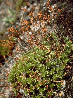 Saxifraga tricuspidata (Three toothed saxifrage)
