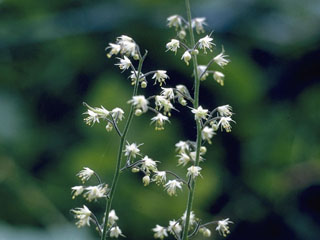 Tiarella trifoliata var. unifoliata (Oneleaf foamflower)