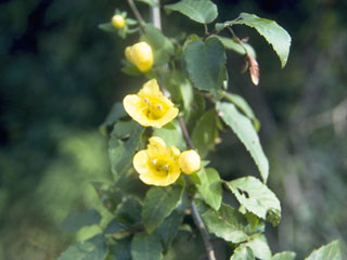 Aureolaria grandiflora (Largeflower yellow false foxglove)