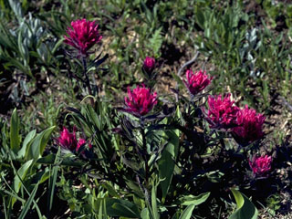 Castilleja parviflora var. olympica (Olympic indian paintbrush)