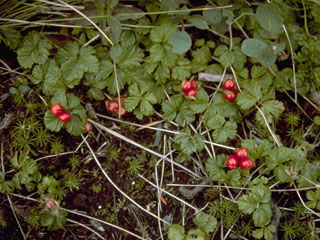 Rubus pedatus (Strawberryleaf raspberry)