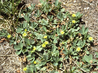 Sibbaldia procumbens (Creeping sibbaldia)