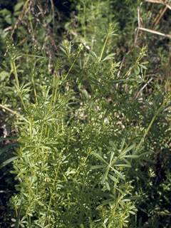 catchweed bedstraw