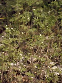 Chaerophyllum tainturieri var. tainturieri (Hairyfruit chervil)