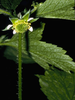 Geum virginianum (Cream avens)