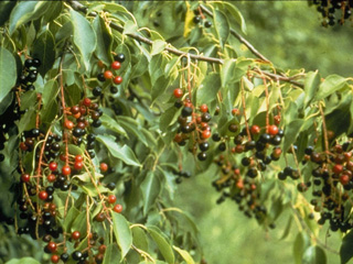 Prunus serotina var. virens (Southwestern black cherry)