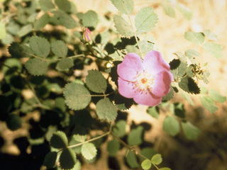 Rosa pinetorum (Pine rose)
