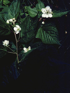 Rubus canadensis (Smooth blackberry)