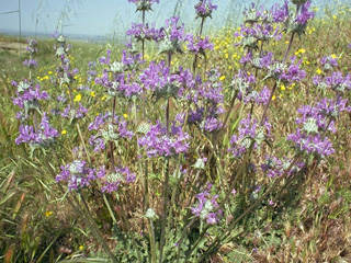 Salvia carduacea (Thistle sage)