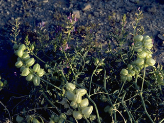 Astragalus thurberi (Thurber's milkvetch)