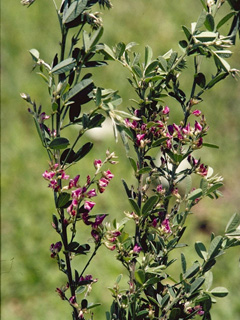 Lespedeza stuevei (Tall  bush-clover)