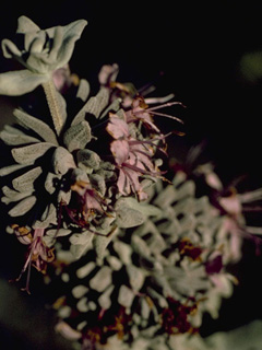 Salvia leucophylla (San luis purple sage)