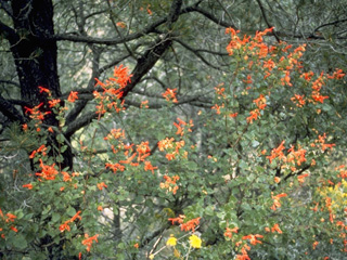 Salvia regla (Mountain sage)