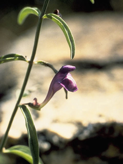 Scutellaria siphocampyloides (Grayleaf skullcap)