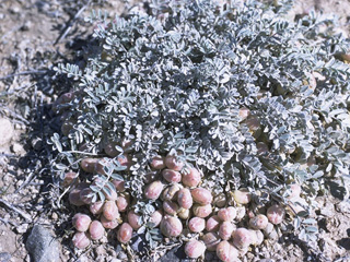 Astragalus accidens (Rogue river milkvetch)