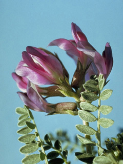 Astragalus atratus var. mensanus (Mourning milkvetch)