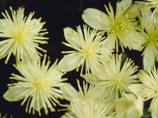 Clematis lasiantha (Pipestem clematis)