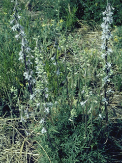 Delphinium hansenii (Eldorado larkspur)