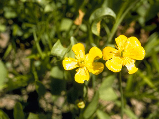 Ranunculus alismifolius (Plantainleaf buttercup)