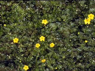 Ranunculus flabellaris (Yellow water buttercup)