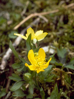 Ranunculus occidentalis var. occidentalis (Western buttercup)