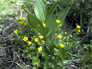 Ranunculus populago (Popular buttercup)