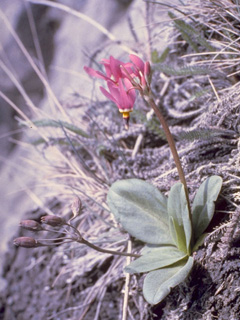 Dodecatheon pulchellum ssp. macrocarpum (Darkthroat shootingstar)