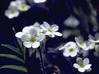 Primula borealis (Northern primrose)