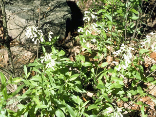 Penstemon arkansanus (Arkansas penstemon)
