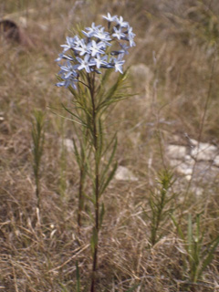 Amsonia ciliata var. texana (Texas bluestar)