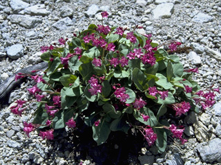 Cycladenia humilis (Sacramento waxydogbane)