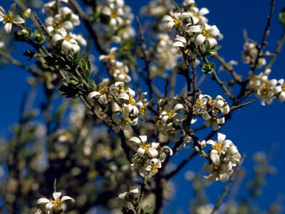 Glossopetalon  spinescens var. planitierum (Plains greasebush)