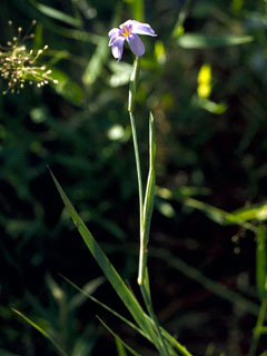 Sisyrinchium demissum (Stiff blue-eyed grass)